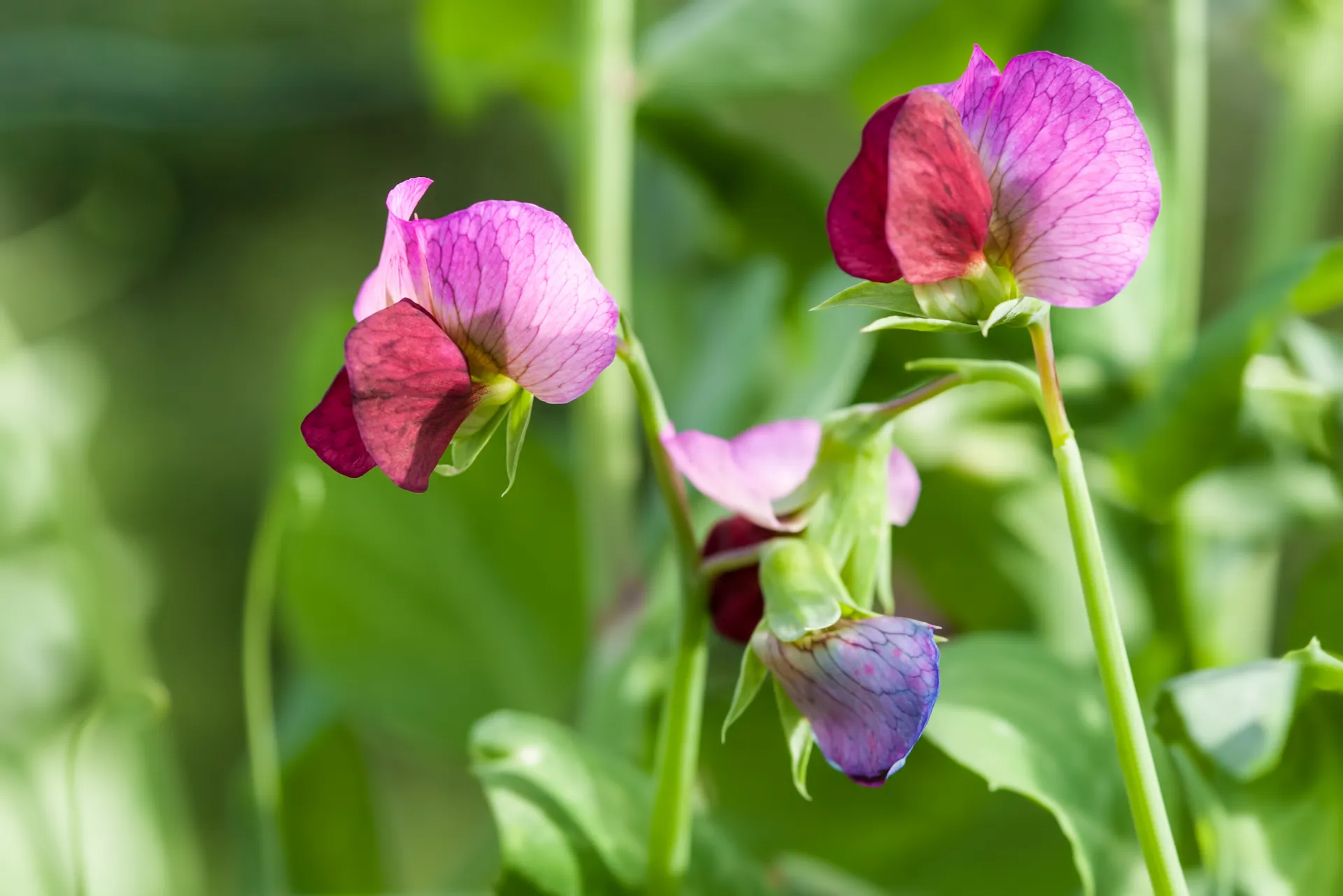 sweet peas