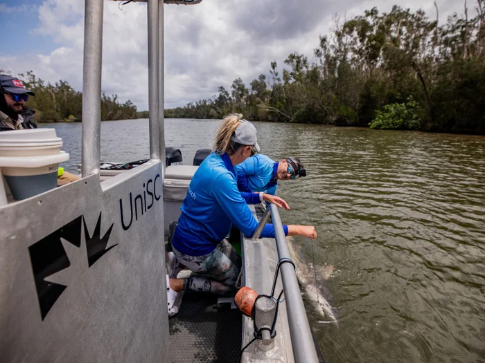 Two researchers tag a bull shark from a boat.
