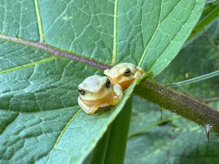 Two young graceful tree frogs sit on a leaf.