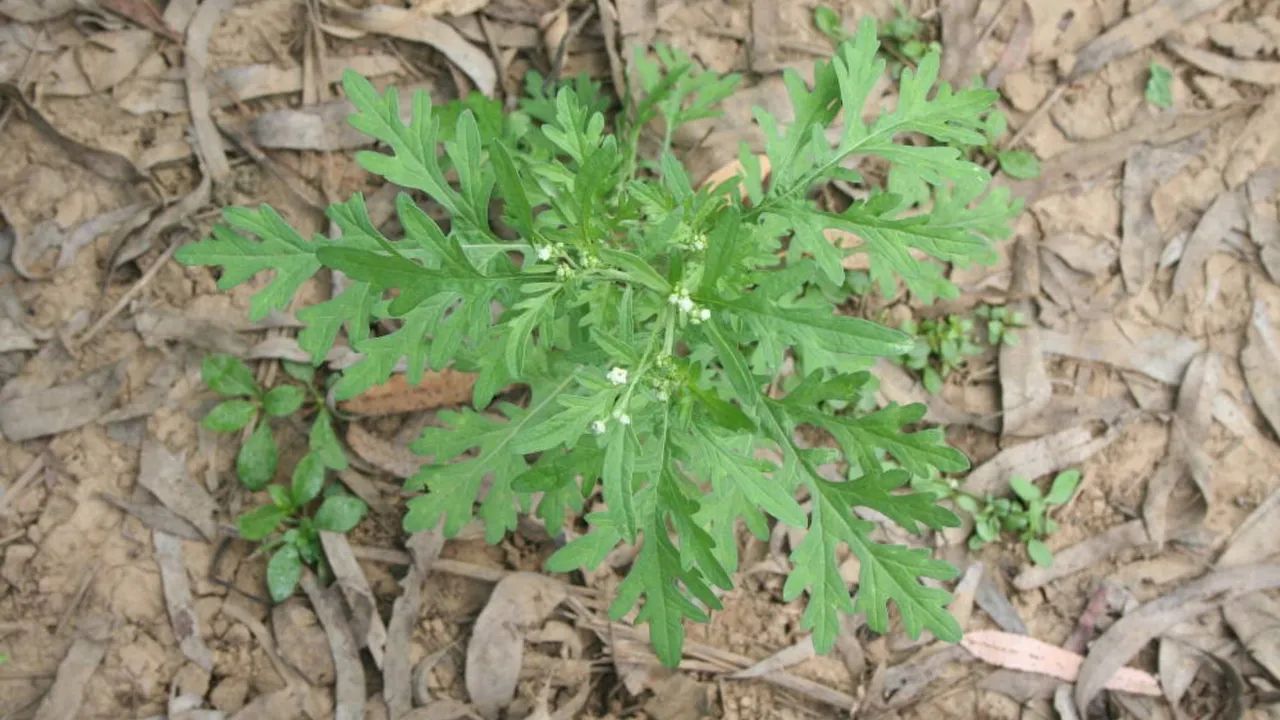 Parthenium%20weed.jpg