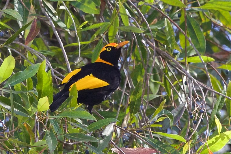 Mary-Cairncross-Regent-Bowerbird-ROD-EDMONDS-2.jpg