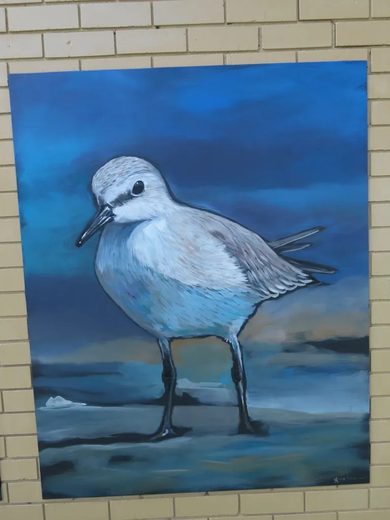 Bells Creek Mural Red-necked Stint