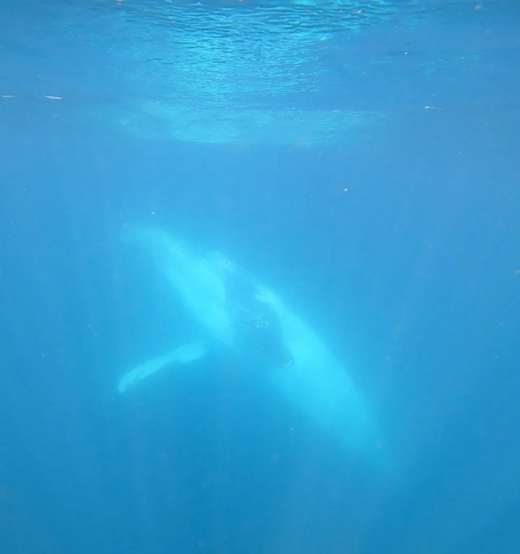 Humpback whale