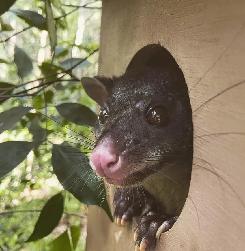 Possums nesting in the boxes.