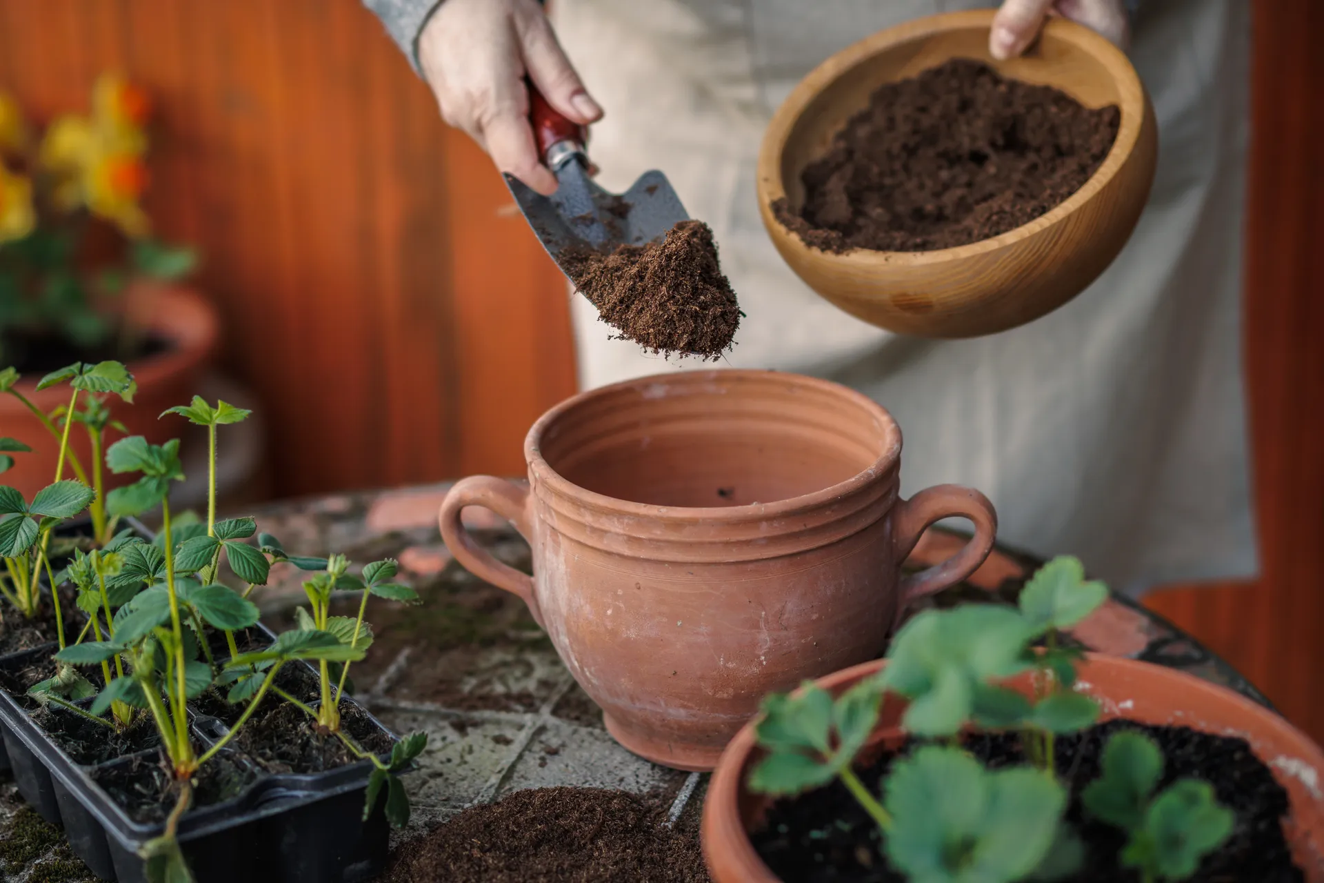 filling a pot with soil