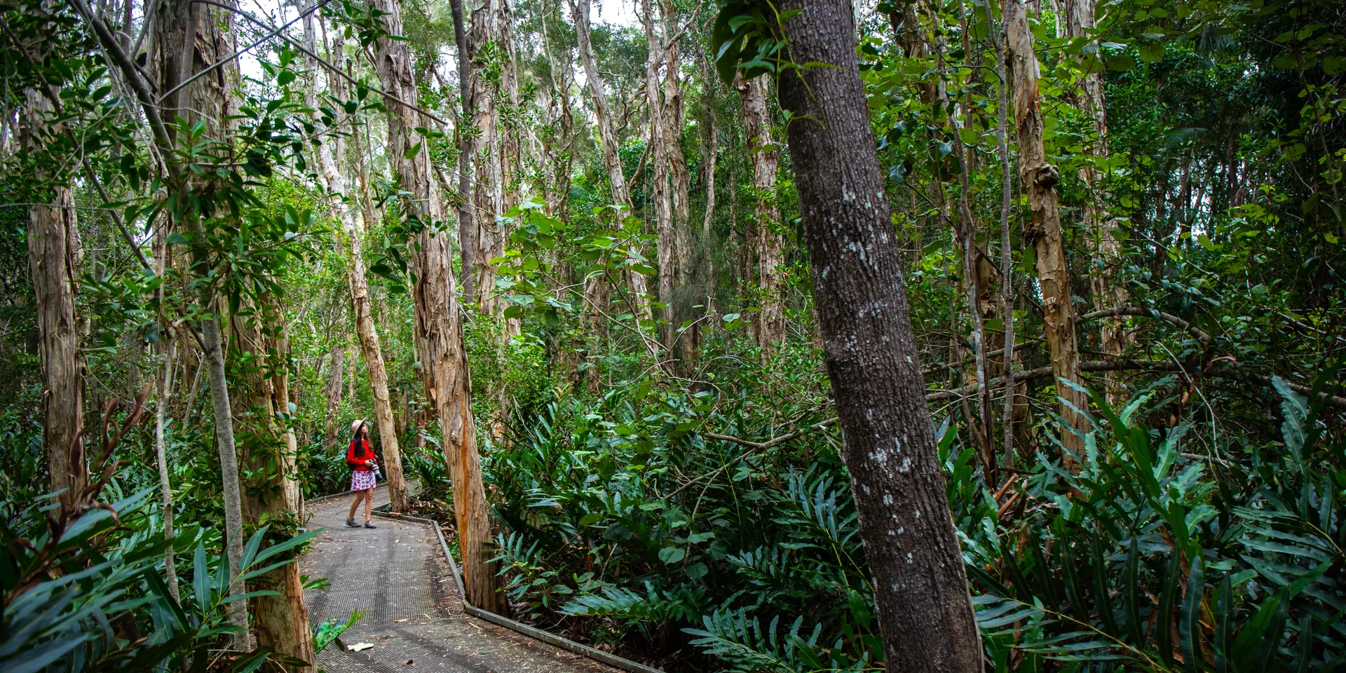 Maroochy%20Wetlands%20Sanctuary_AdobeStock_601896263.jpeg