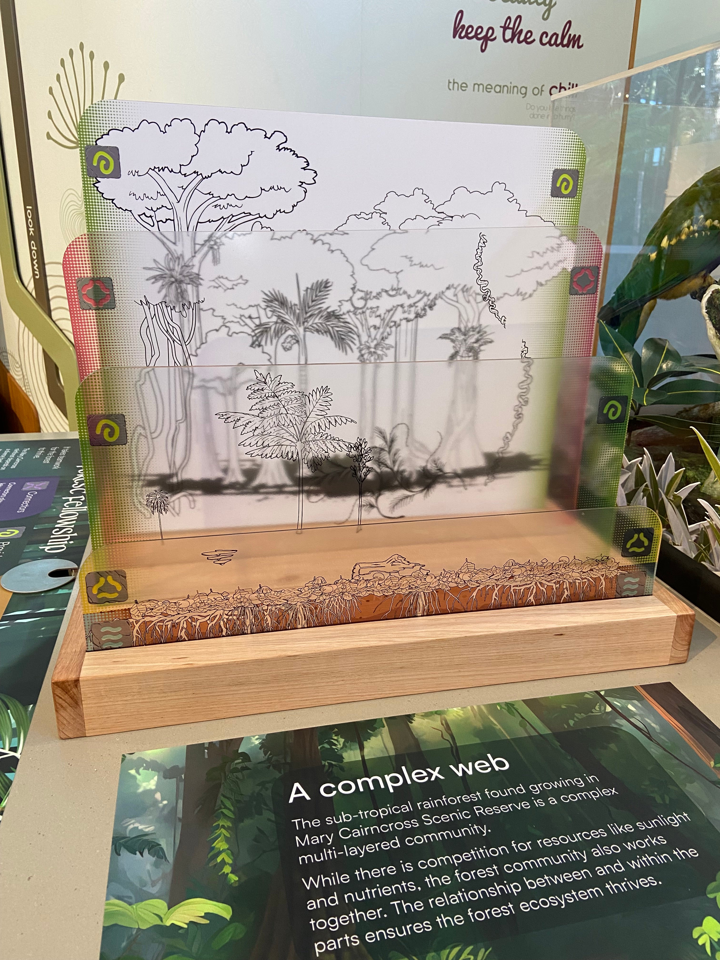 New exhibit at Mary Cairncross Scenic Reserve Rainforest Discovery Centre