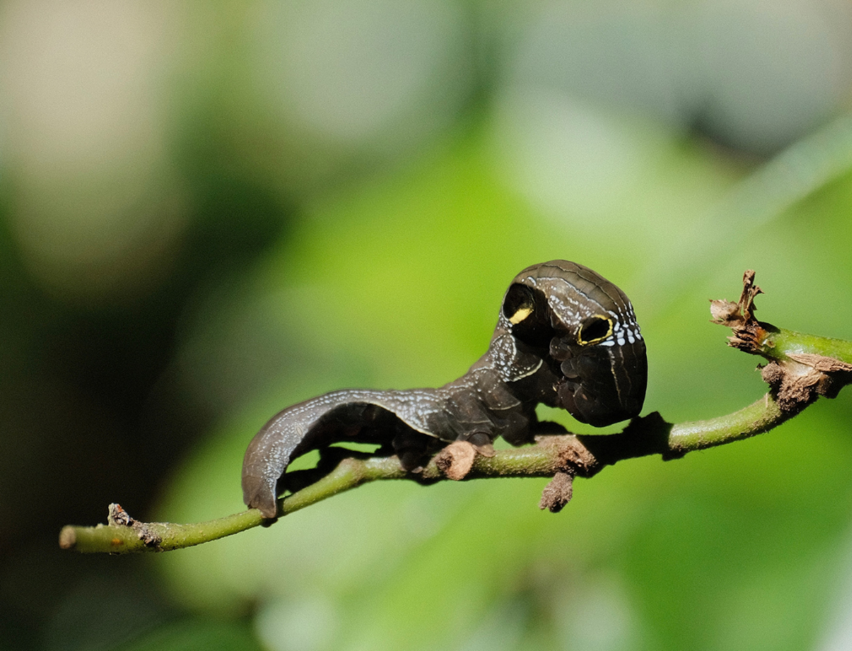 A southern pink underwing moth caterpillar. 