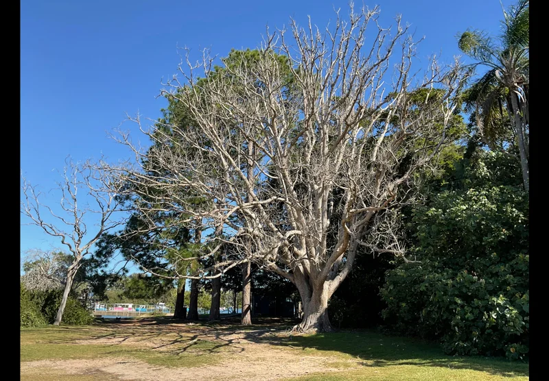 Dead tree for removal on Chambers Island