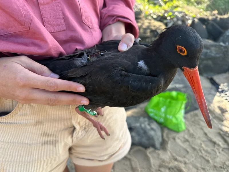 A black bird with orange eyes and beak being held in a persons hands with a purple shirt and cream shorts standing on a beach.