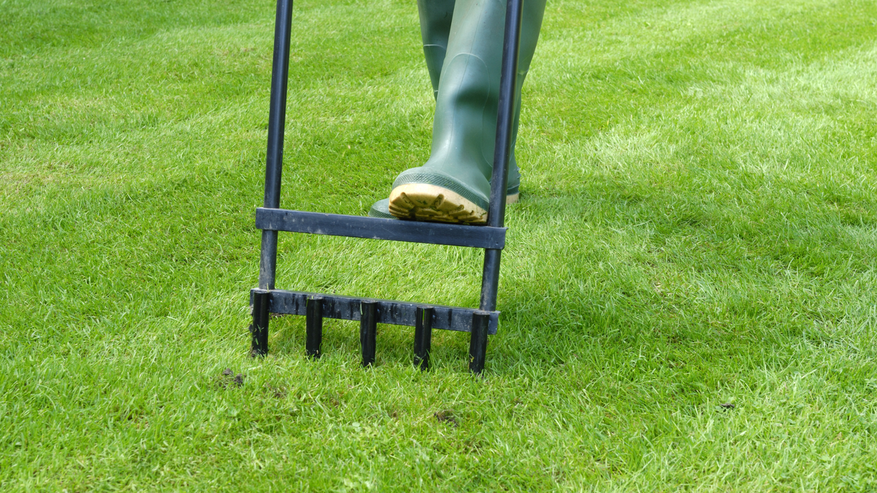 aerating the lawn