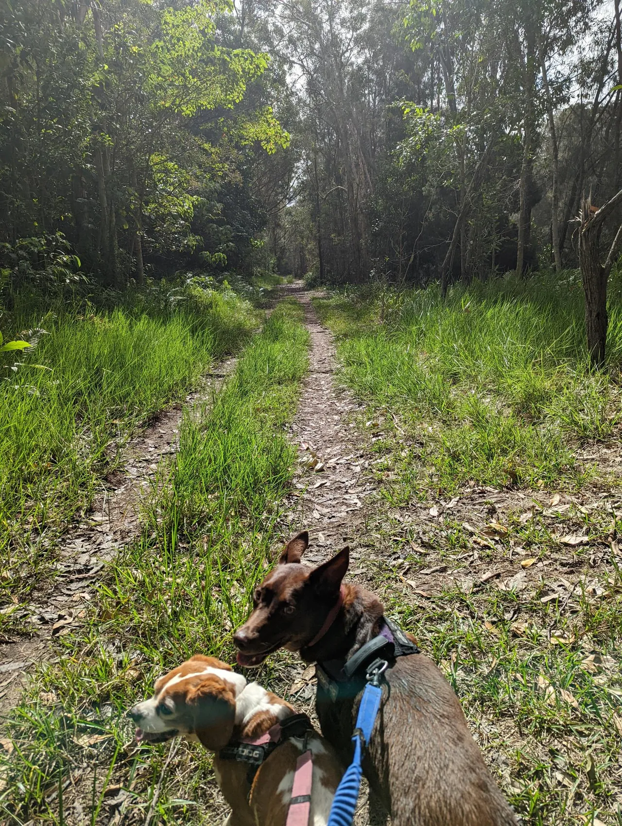 Stumers Creek to Magenta Drive Park, Coolum