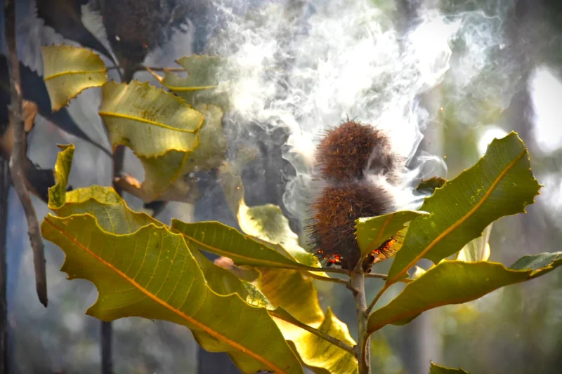 Close up of a Banksia flower smoldering with smoke filling the air.
