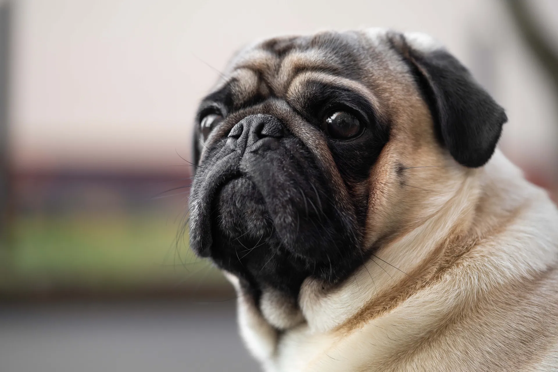 Pug dog