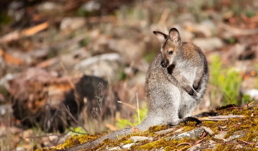 red-necked-wallaby-3-1024x602.jpg