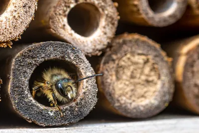 A bee checking the nesting facilities of an insect-hotel