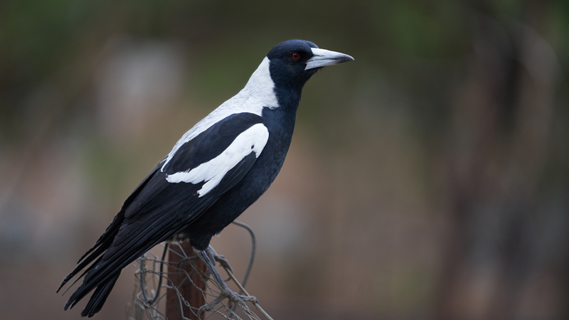 Magpie-OurSC.png