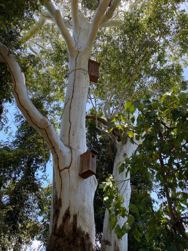 Hardwood boxes positioned in trees canopy.