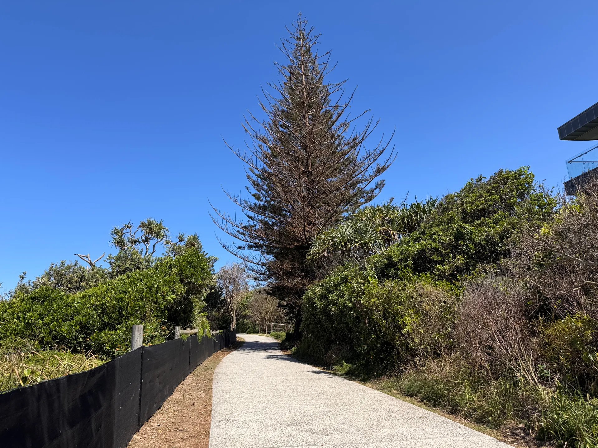 Tree decline