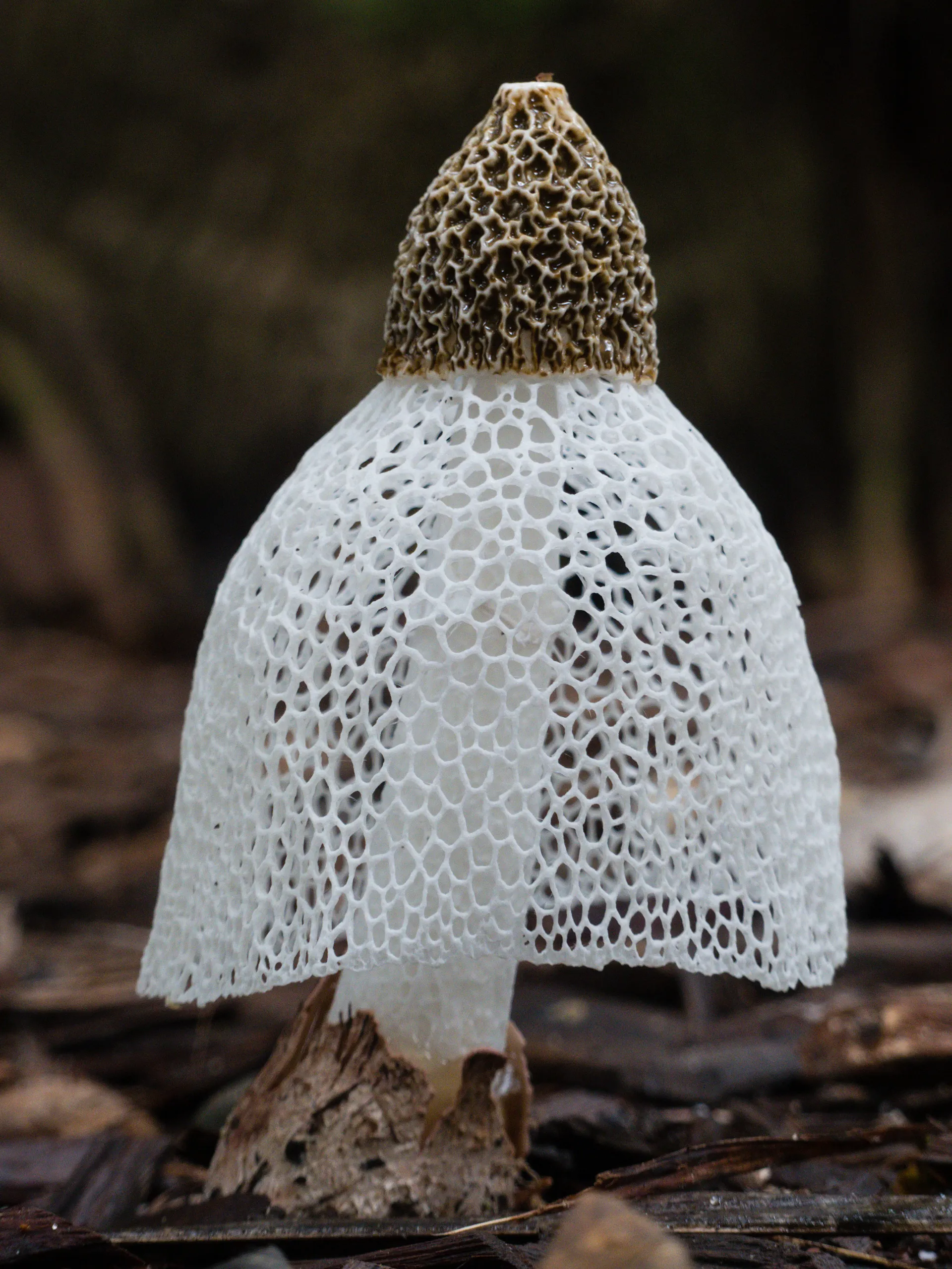 Bridal Veil Phasslus indusiatus