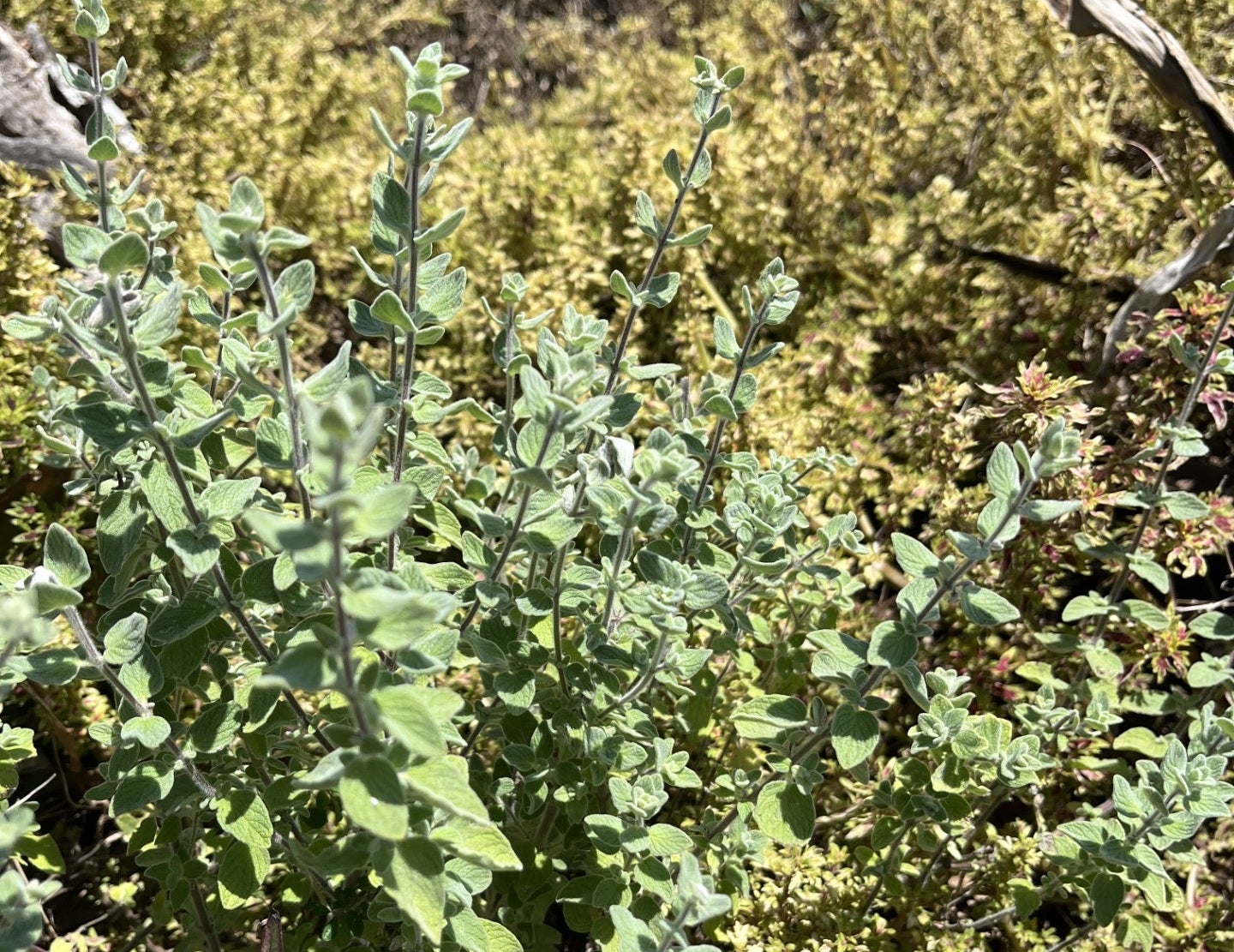 oregano