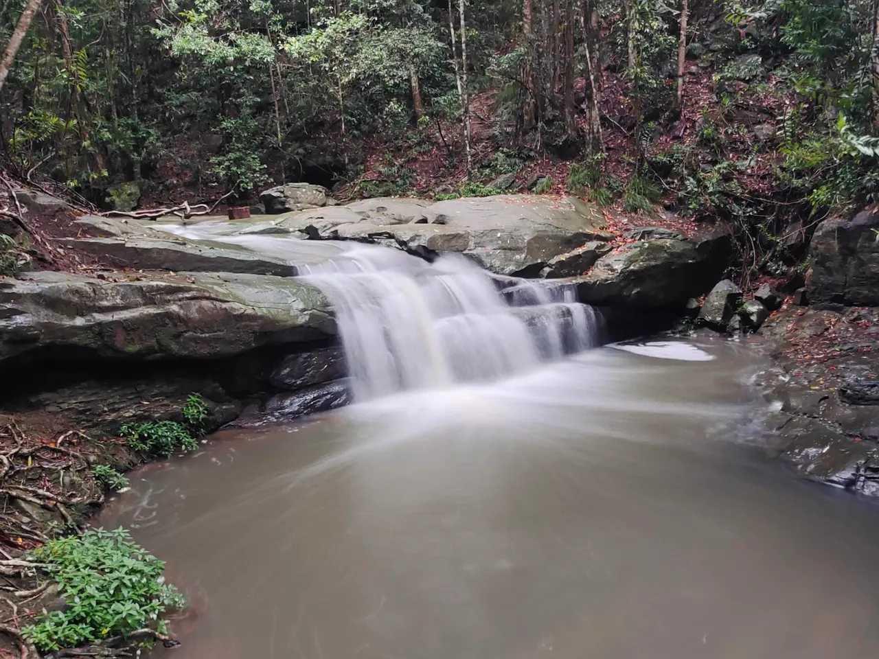 Buderim Forest Park - Falls Loop