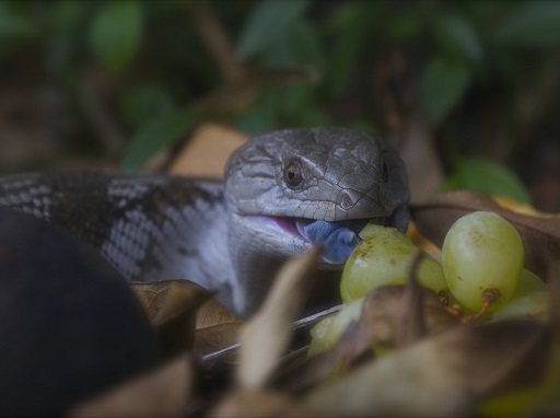 My dog attacked a blue discount tongue lizard