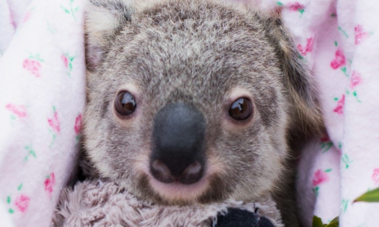 Hermione the Koala, Australia Zoo Wildlife Hospital 
