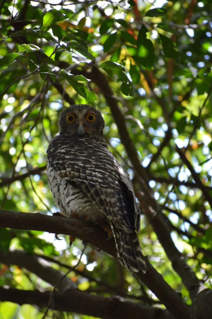 Powerful owl image credit Guy Morgan
