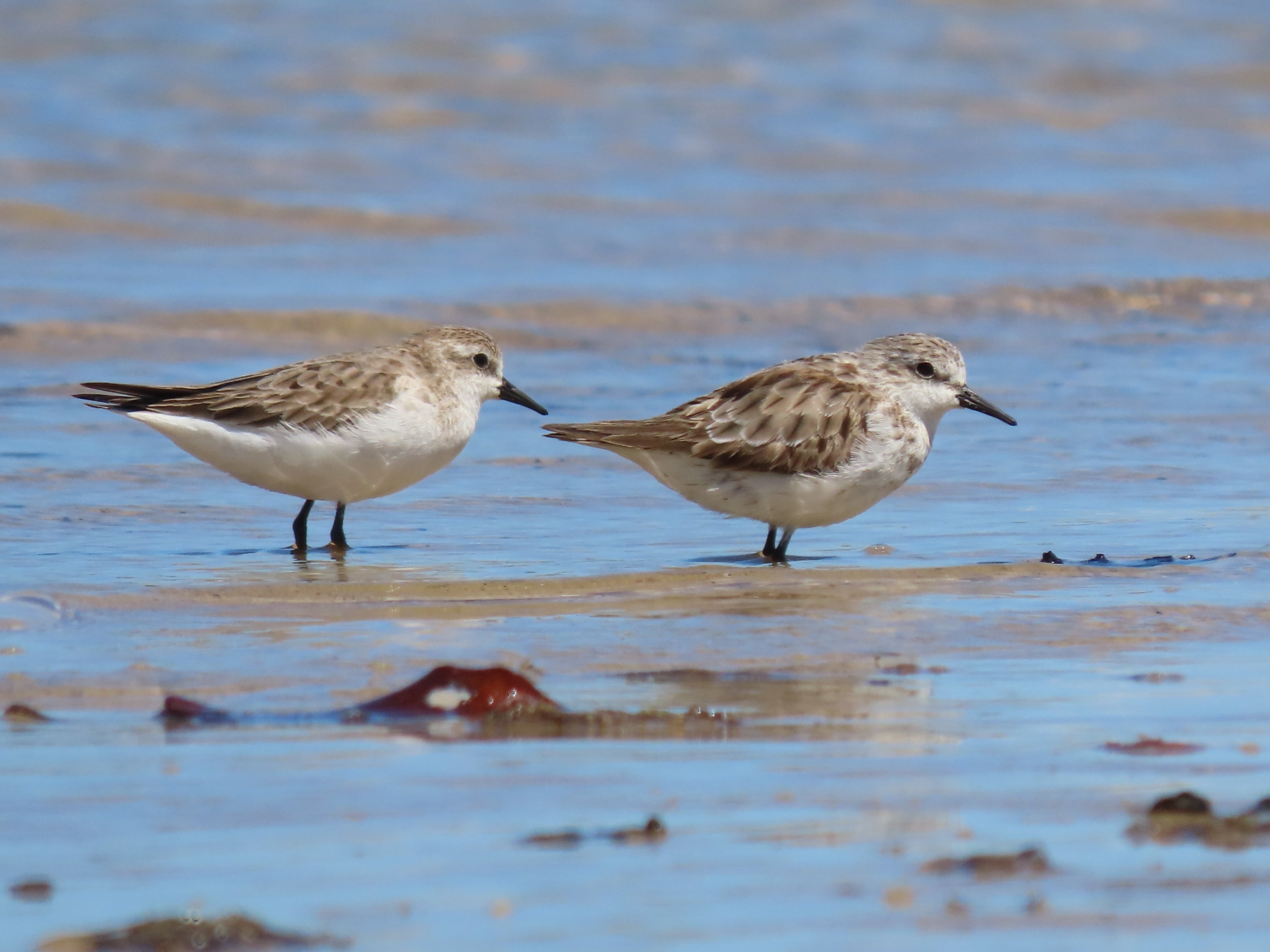 red-necked stints