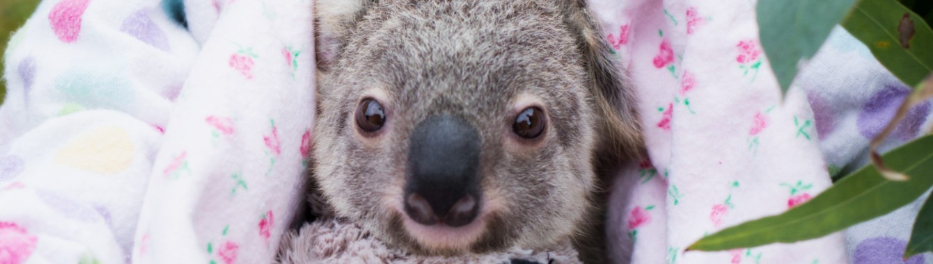Hermione the Koala, Australia Zoo Wildlife Hospital 