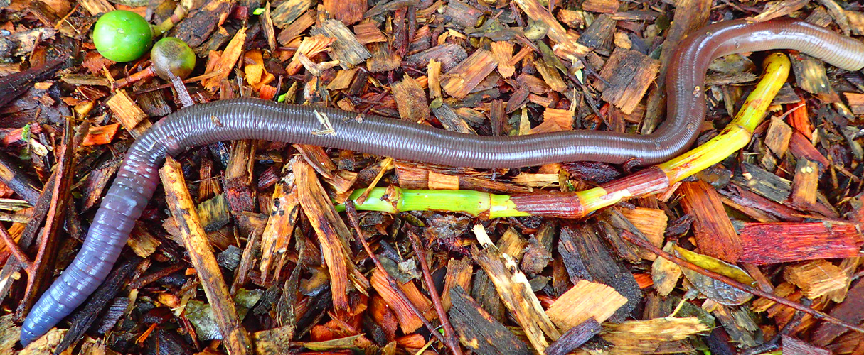 Giant earthworm