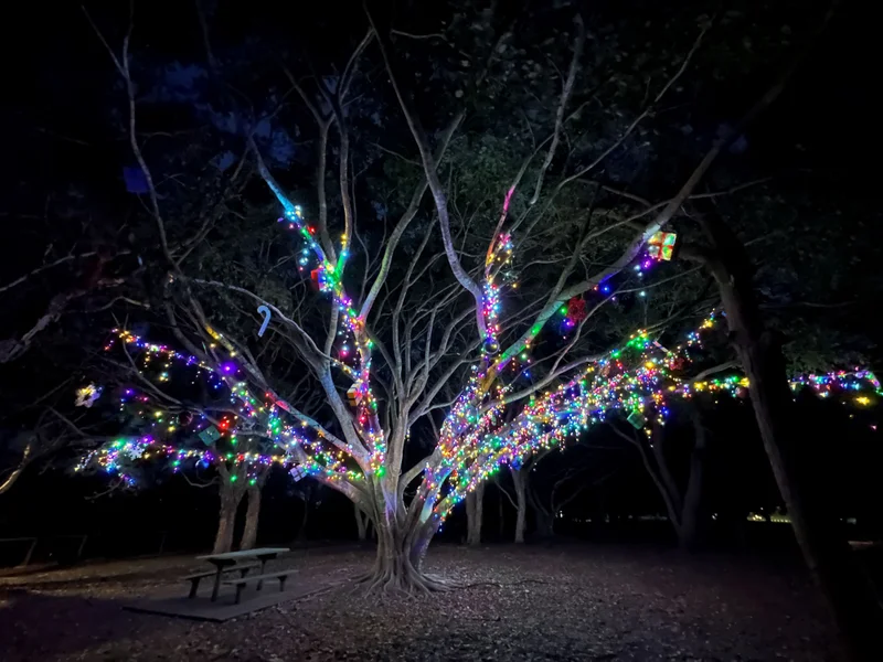 A tree with it's branches filled with coloured lights; and a park bench table and seats on the left.