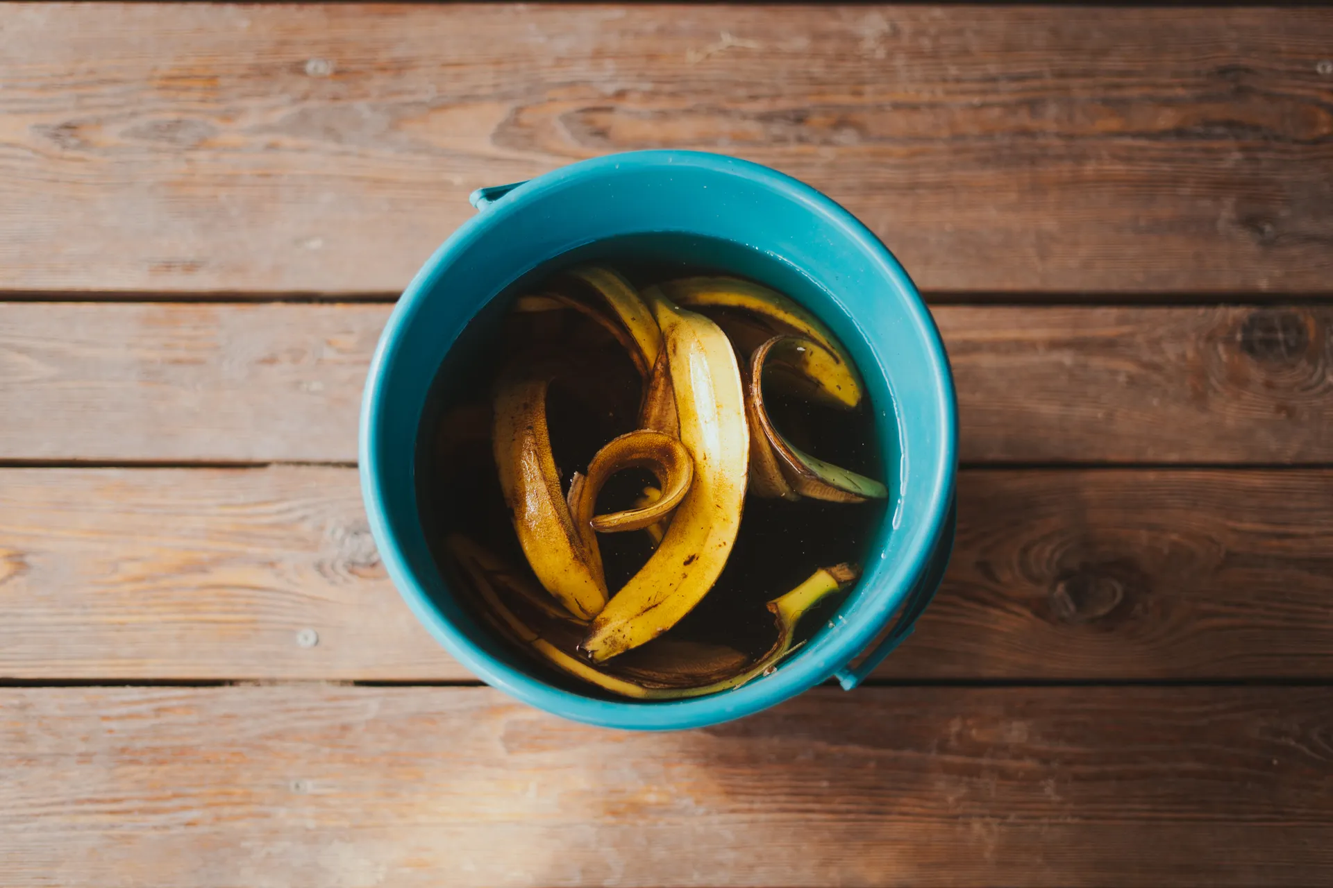 banana peels in a bucket of water