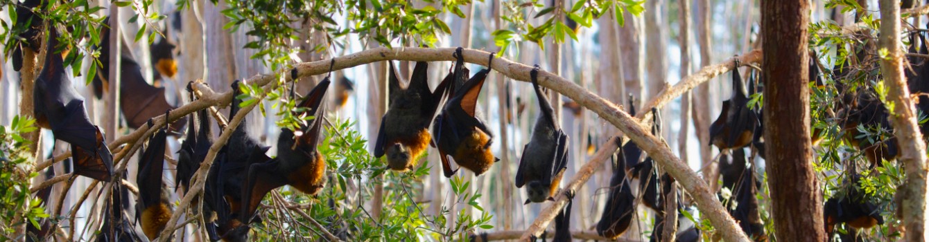 Fortnightly Monitoring