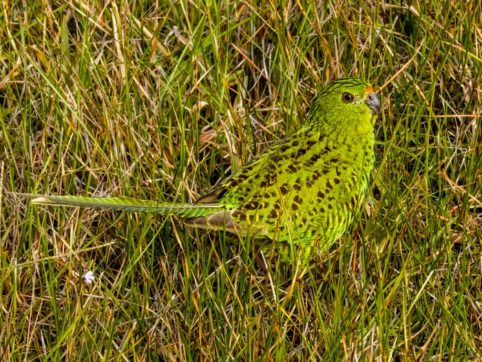 ‘Critical link’ secured for rare and threatened species