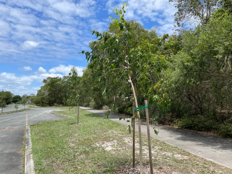 Street trees