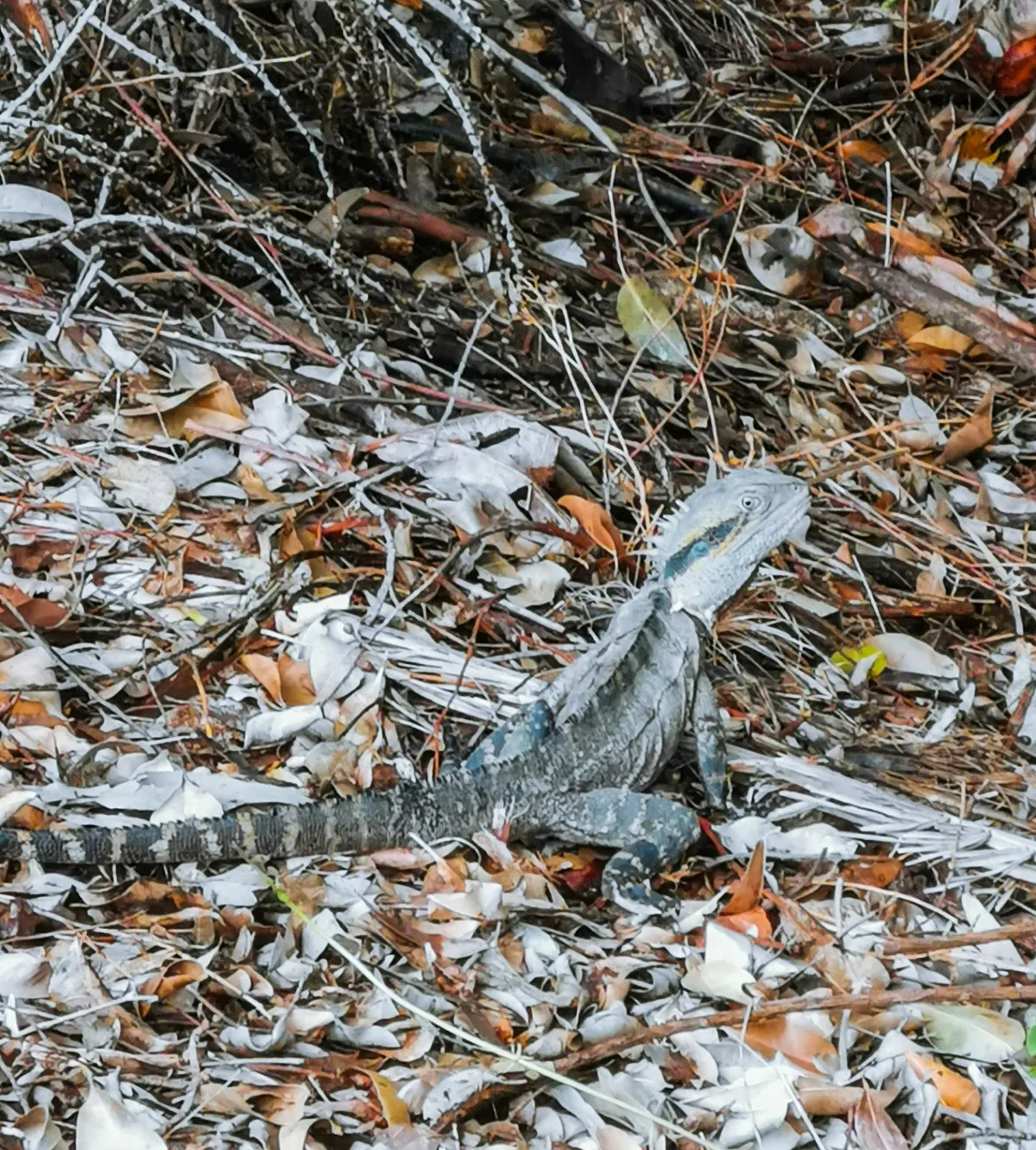 2404_Lizard_edited.jpg
