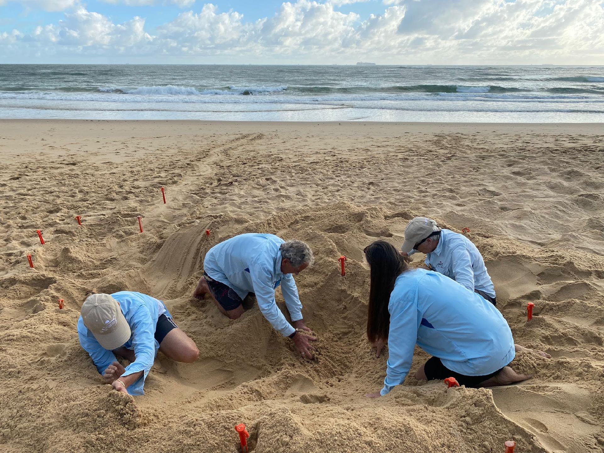 TurtleCare volunteers checking a nest on Dicky Beach after the hatchlings have emerged to collect scientific data.