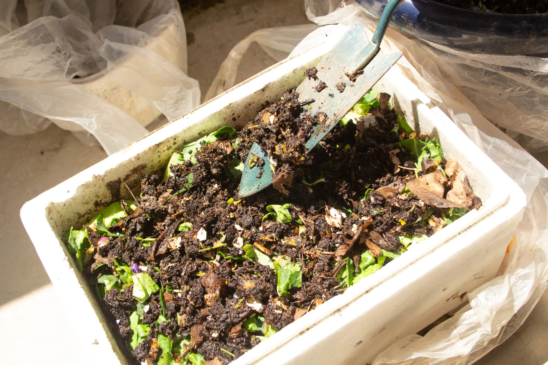 broccoli box worm farm