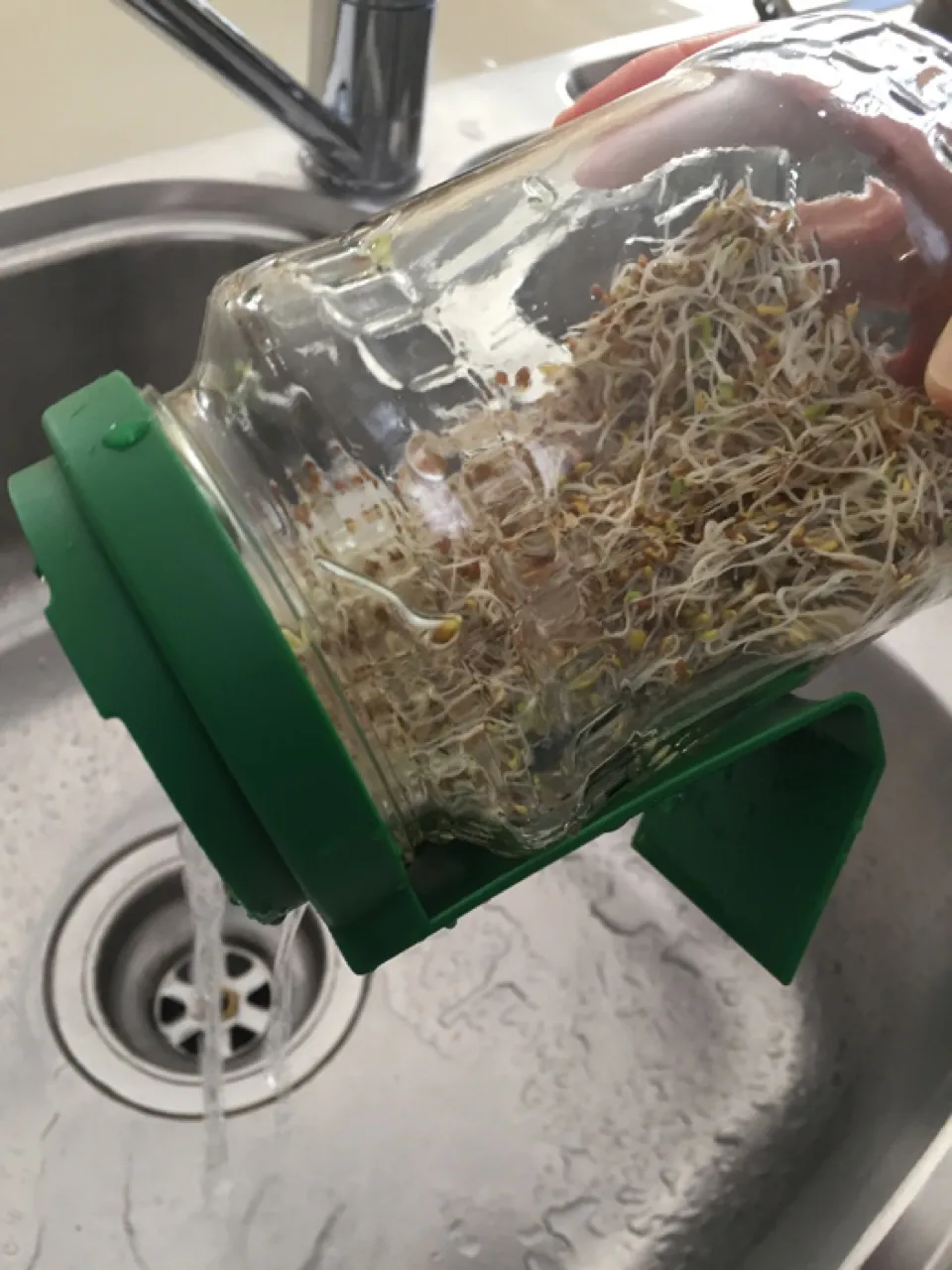 rinsing the sprouts