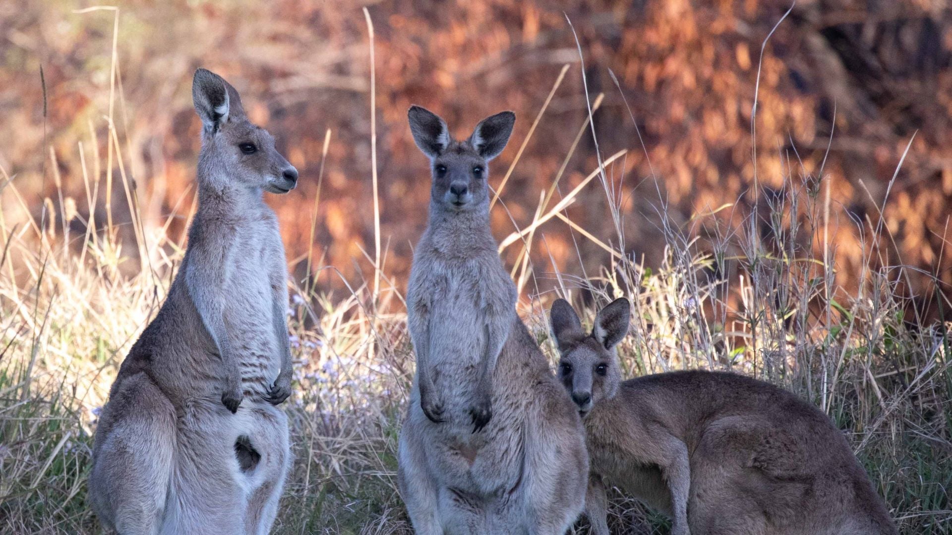 kangaroos on the side of the road at dawn
