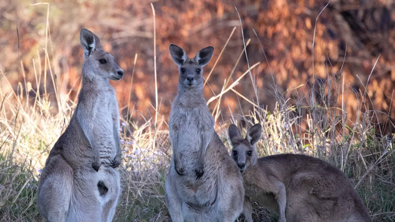 kangaroos on the side of the road at dawn