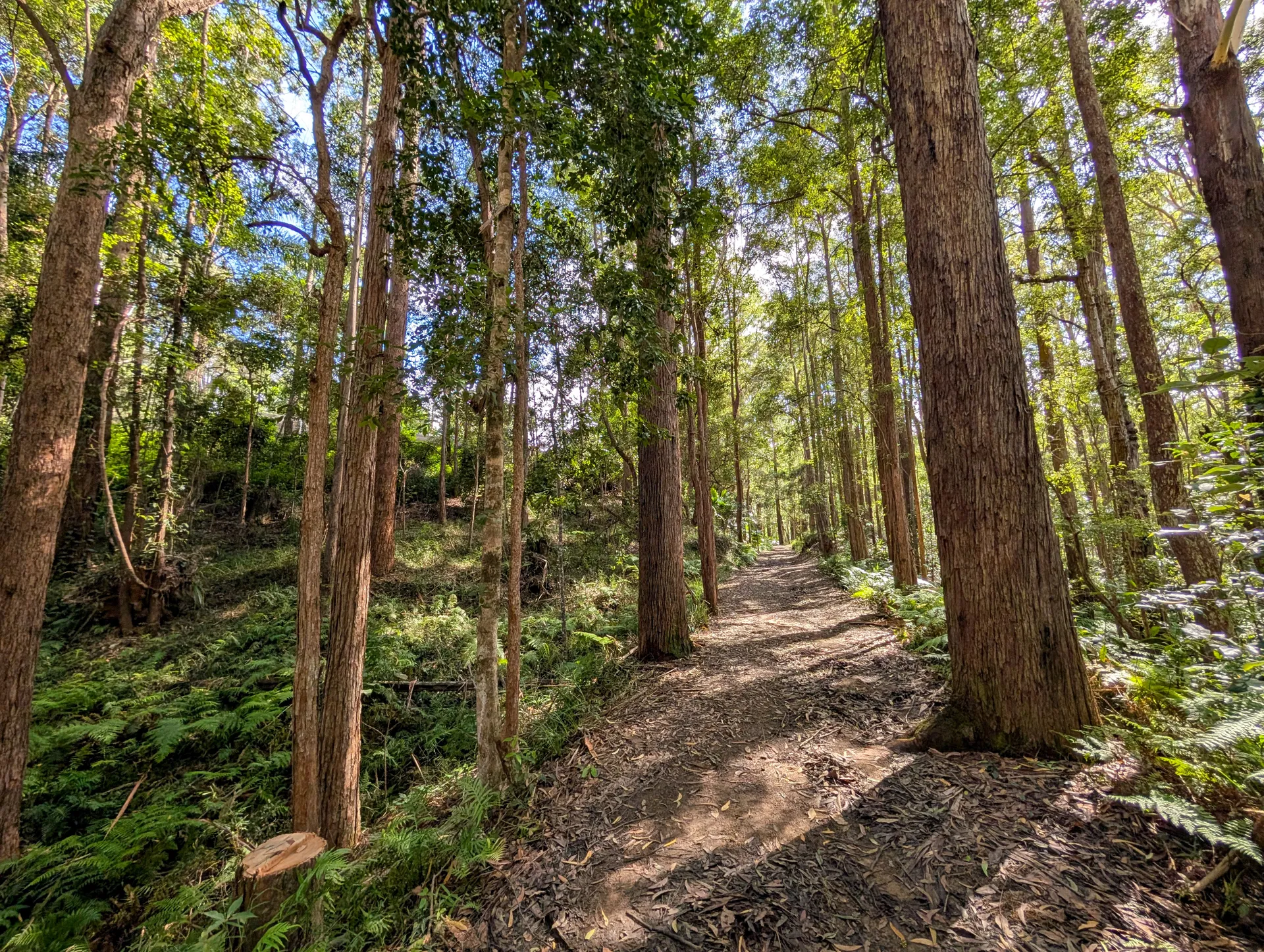 Buderim Tramway Trail