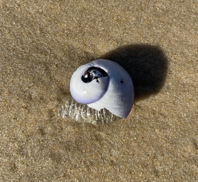 Week%204%20-%20Violet%20Sea%20Snail.png