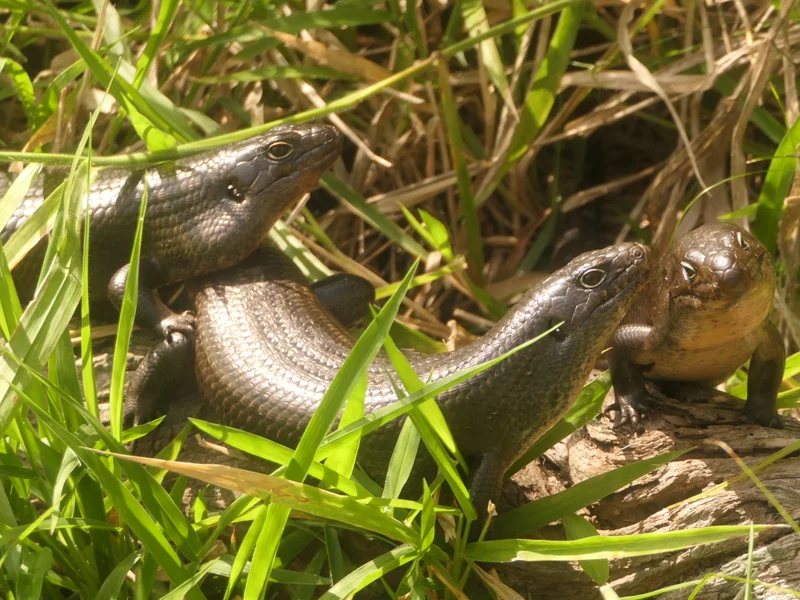 Bring Back the Mullet