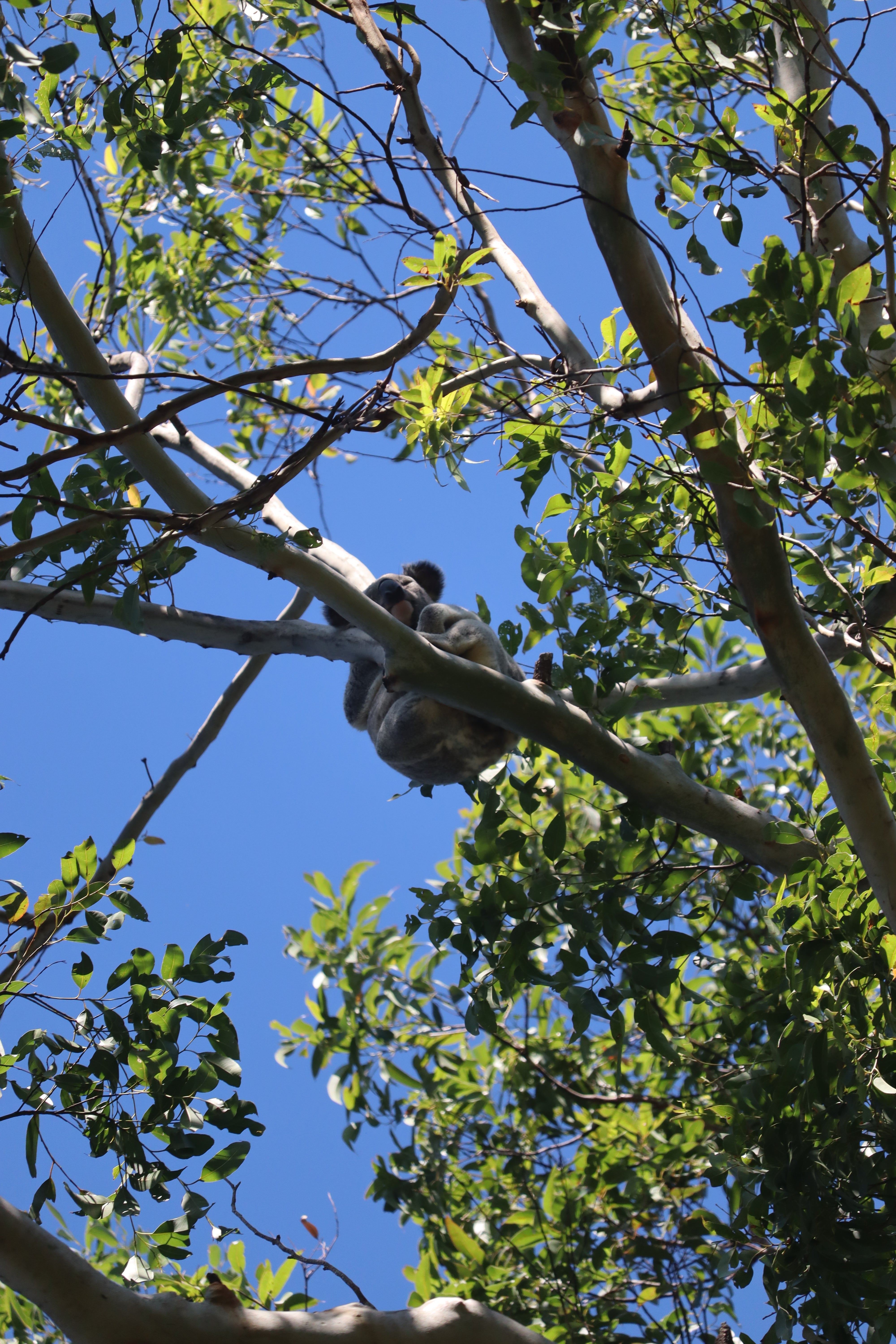 Koala spotted sitting in a tree at Reesville, in the Sunshine Coast hinterland. Image of a koala sitting high in a gum tree with a blue sky in the background.