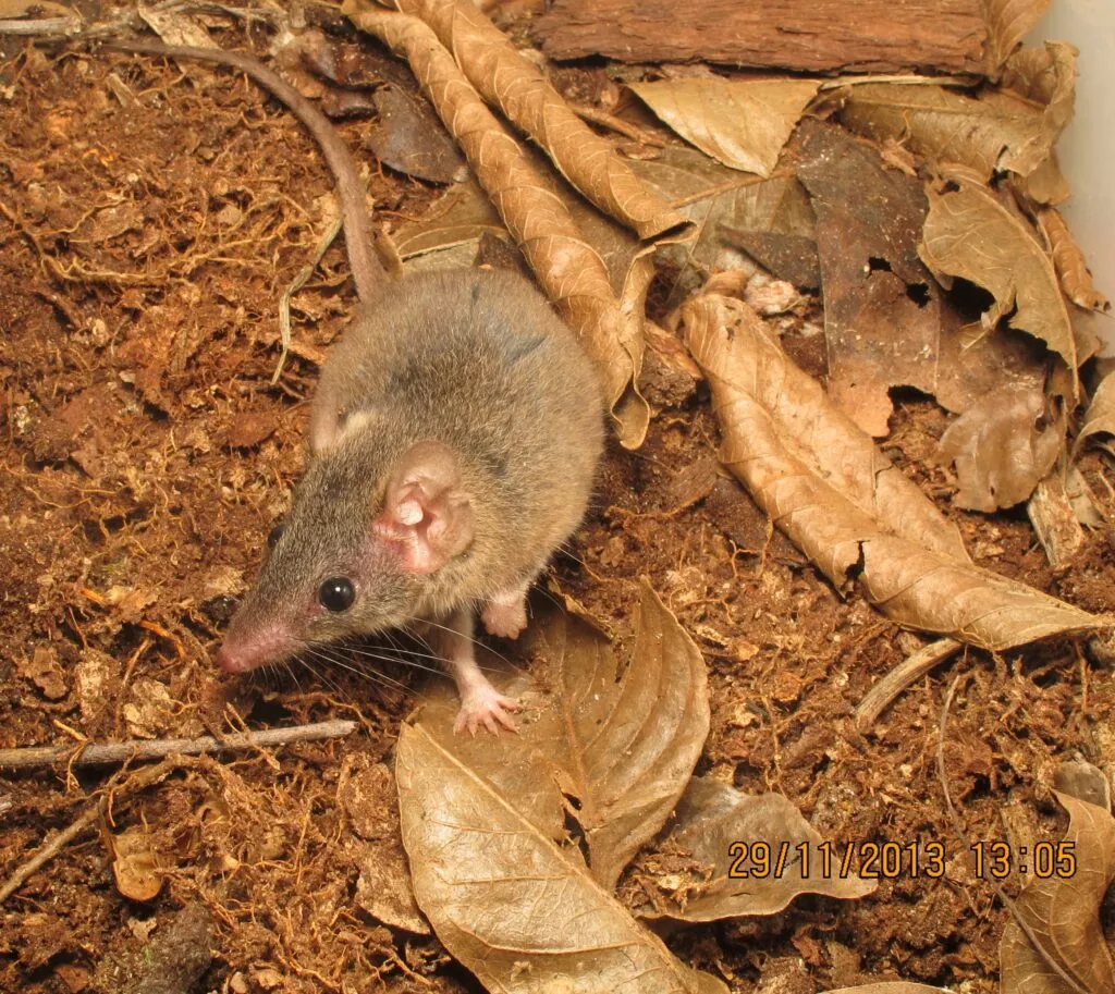 Antechinus mysticus.