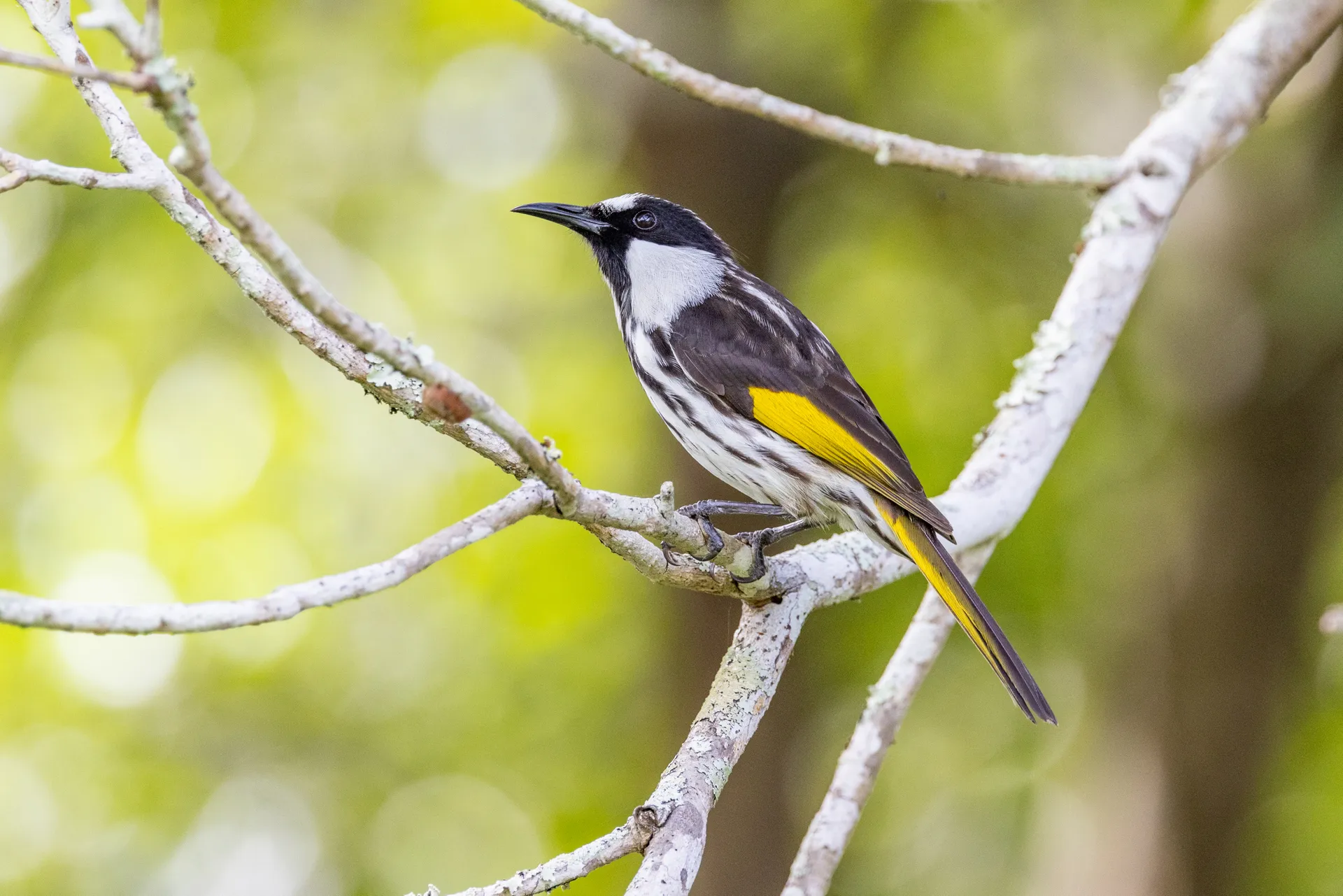 White-cheeked Honeyeater in Queensland Australia