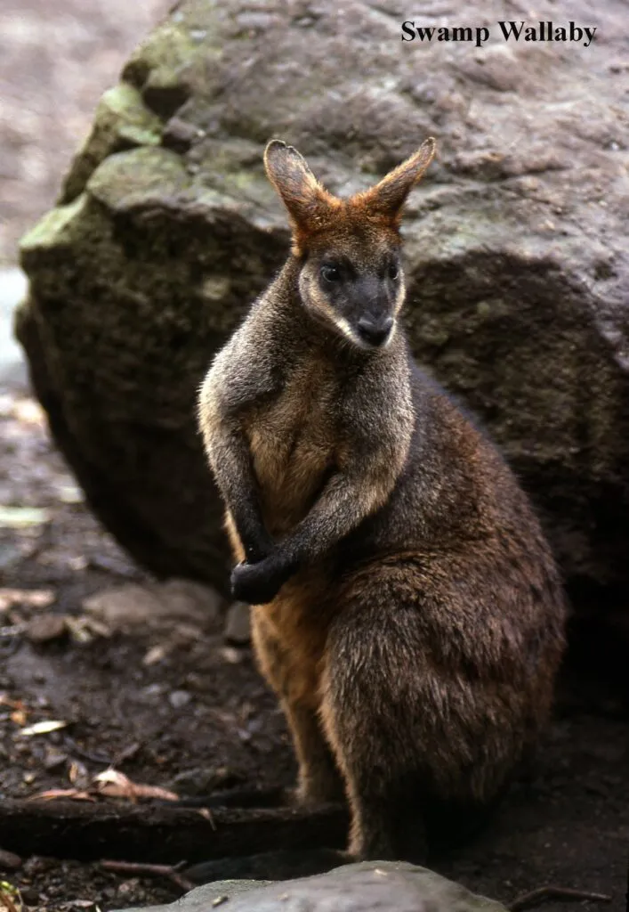 swamp-wallaby-2-707x1024.jpg